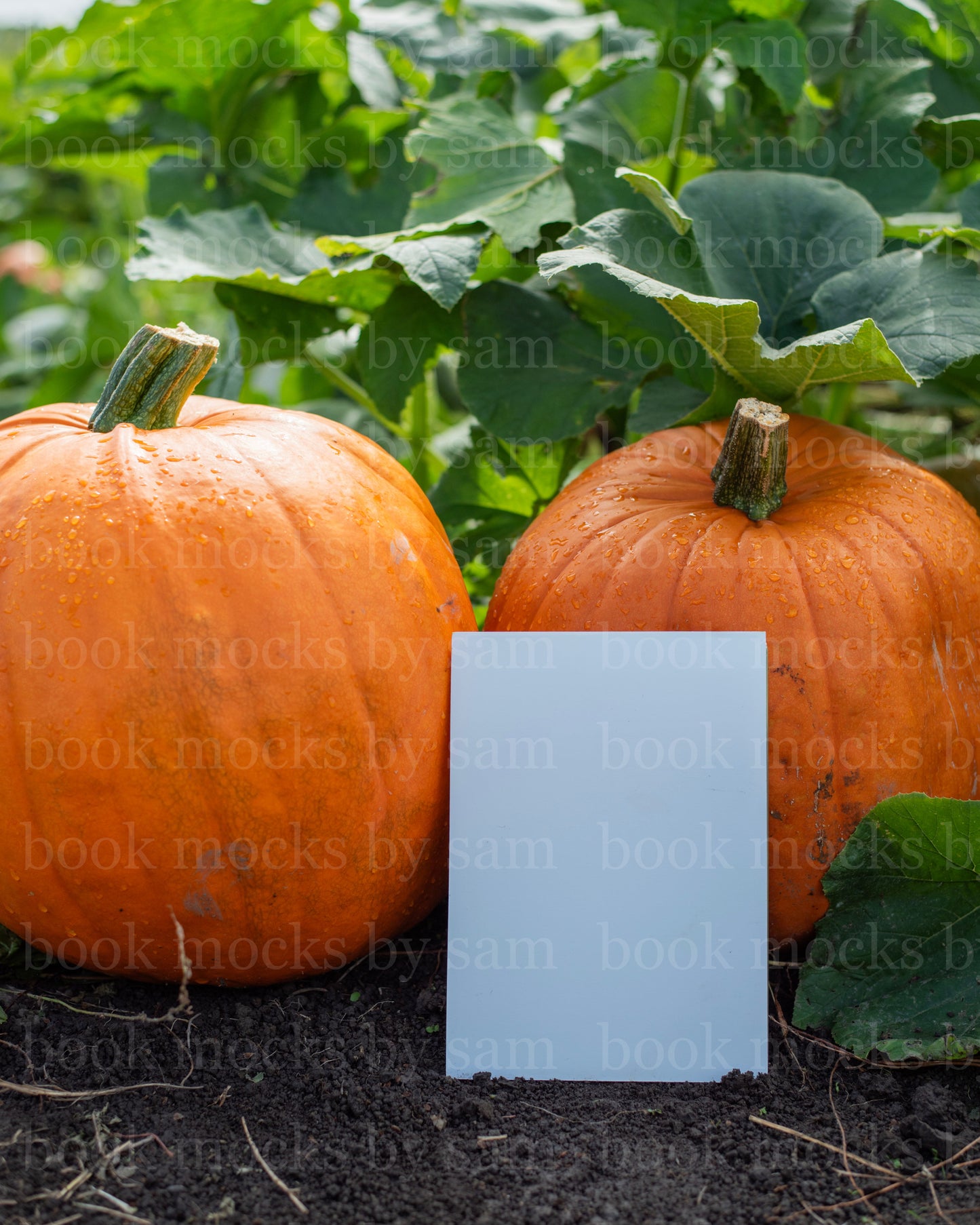 Gourd Garden PB 4