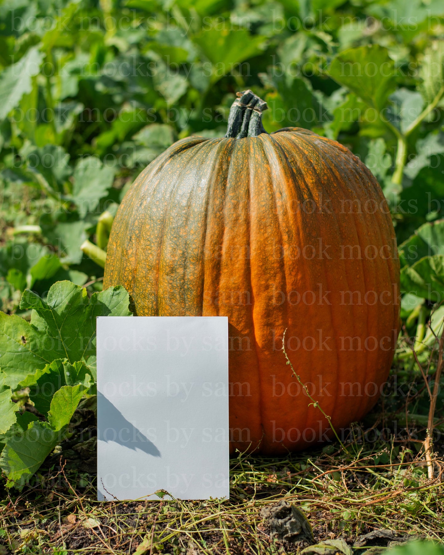 Gourd Garden PB 6