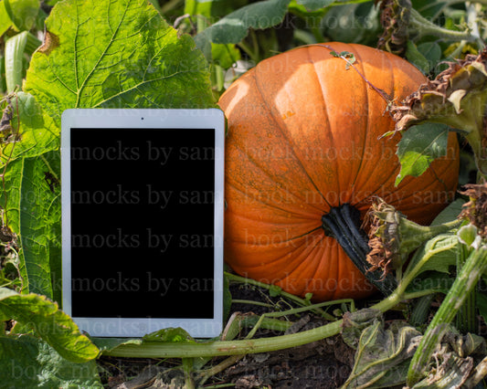 Gourd Garden iPad 3