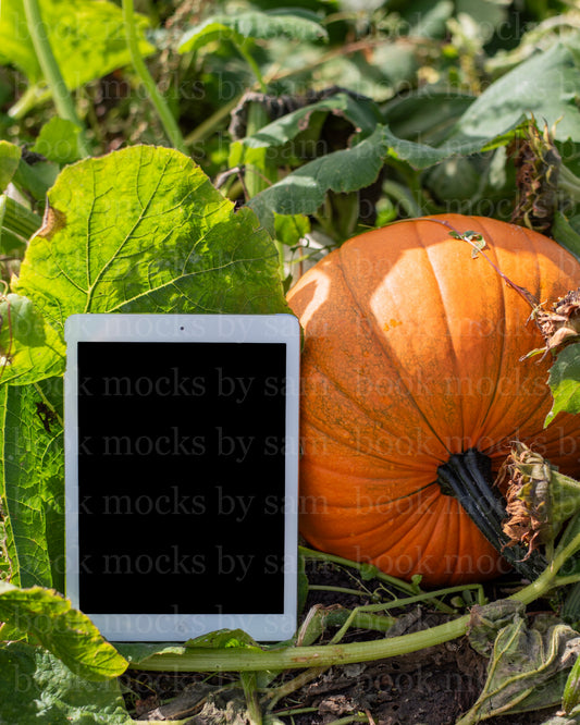 Gourd Garden iPad 4